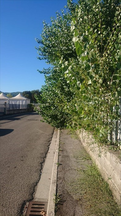 La pianta in questione