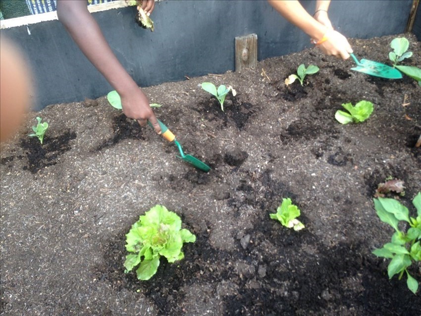 Il progetto orto a scuola, anche in estate