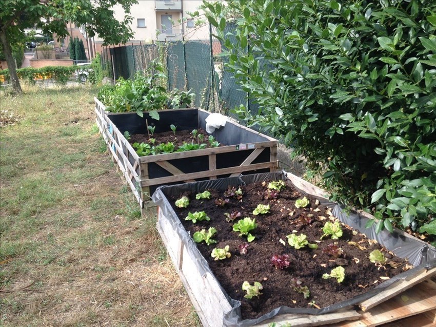 Il progetto orto a scuola, anche in estate