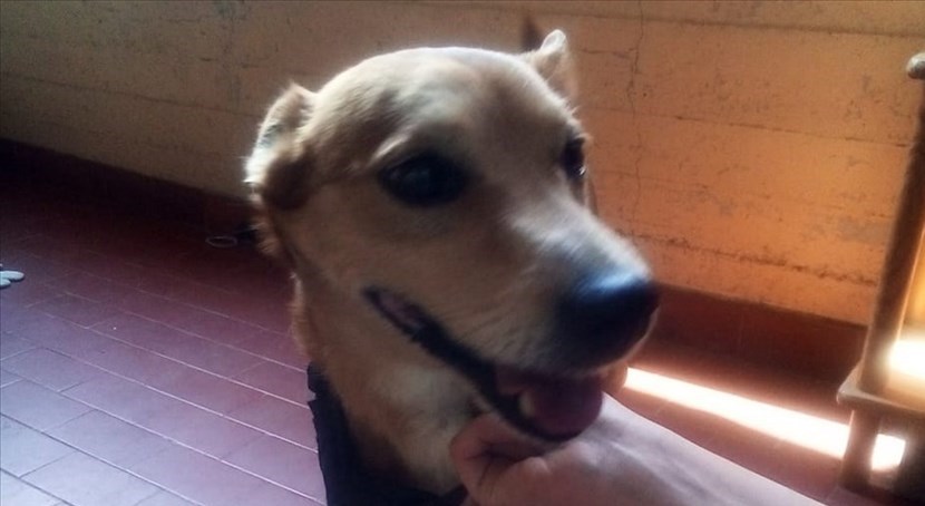 Il cagnetto trovato a Ronta