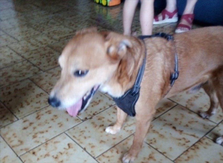 Il cagnolino trovato a Ronta