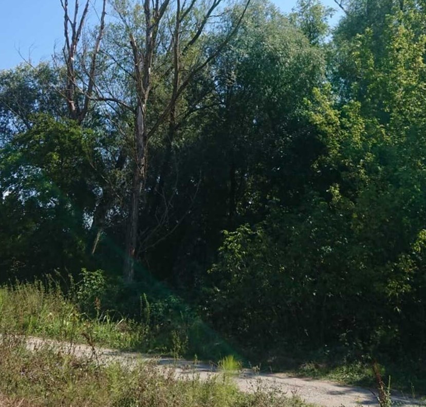Gli alberi secchi sulla ciclabile