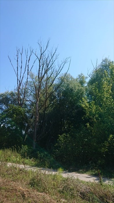 Le alberature in questione