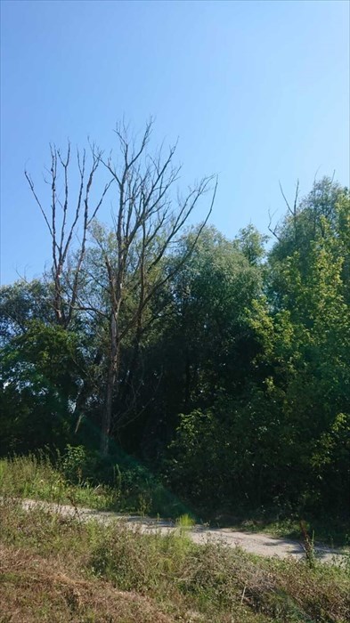 Le alberature in questione