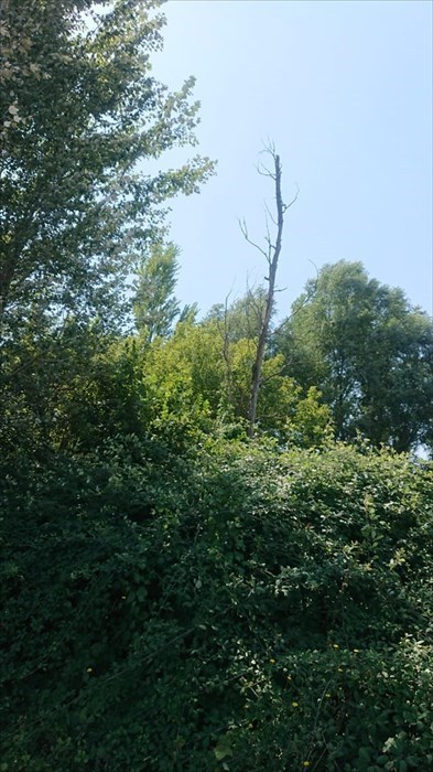 Le alberature in questione