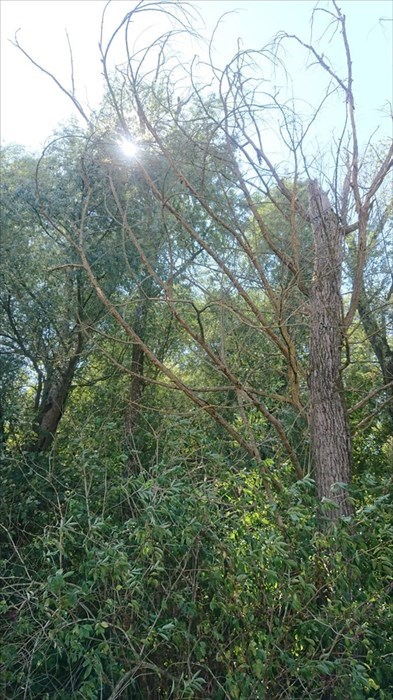 Le alberature in questione