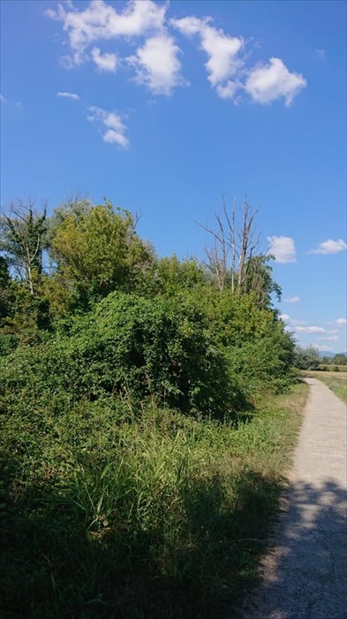 Le alberature in questione