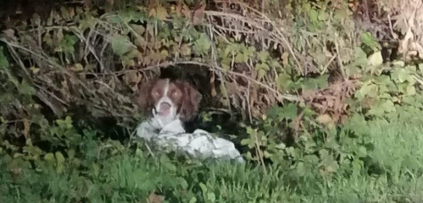 Il cagnolino trovato a Moriano