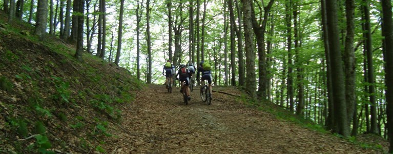 Mountain bike