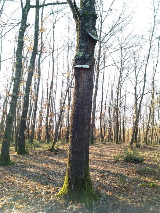L'albero che mangia i cartelli