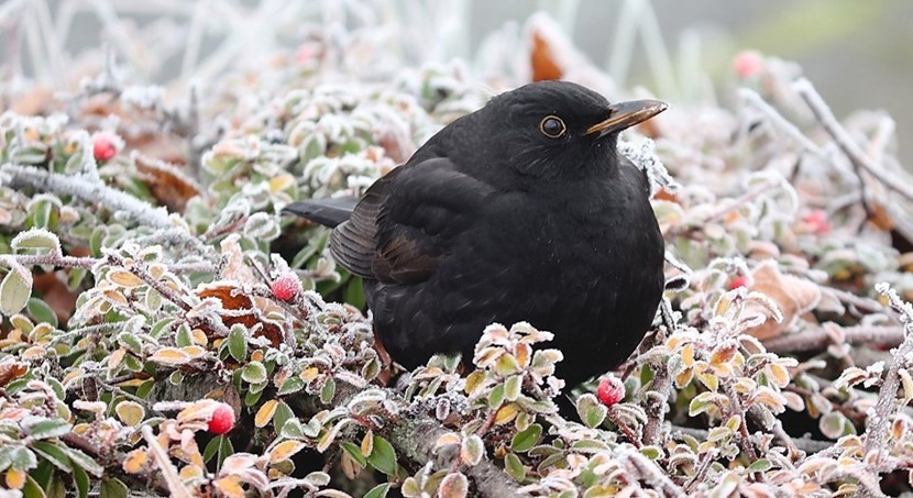 I giorni della merla