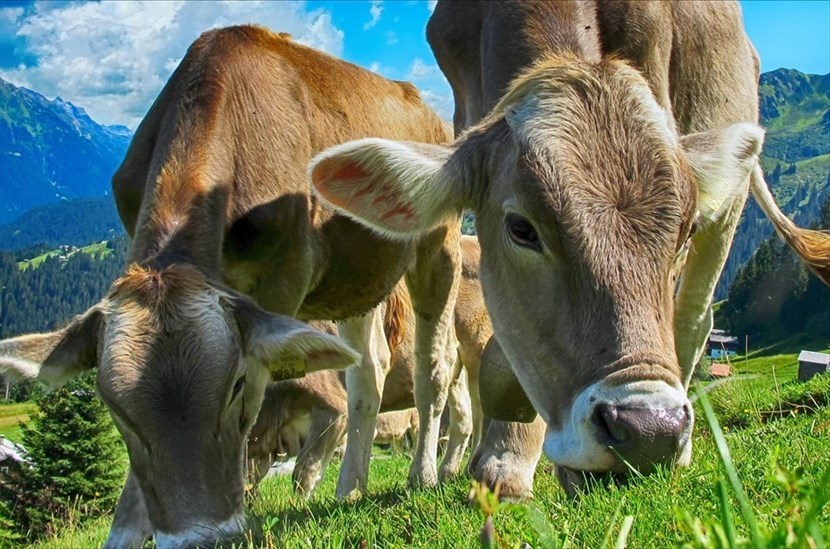 Mucche e Latte