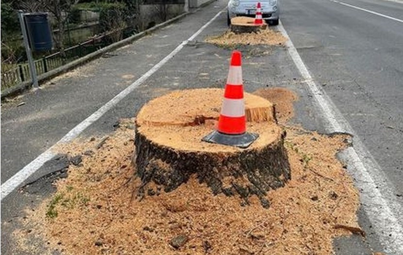Alcuni dei tigli tagliati a Ronta