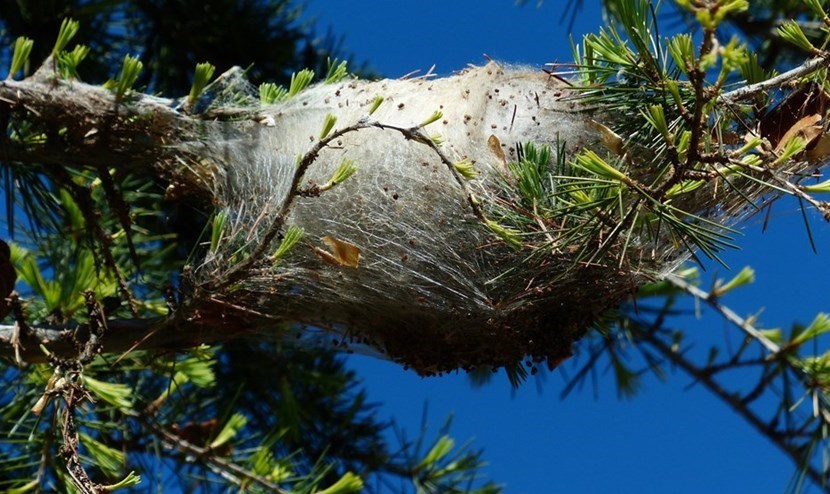 Un nido di 'processionaria'