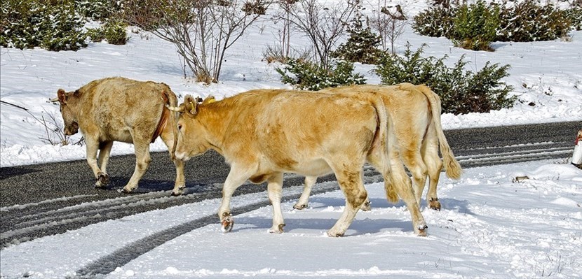 Alcuni bovini nella neve. Foto di repertorio