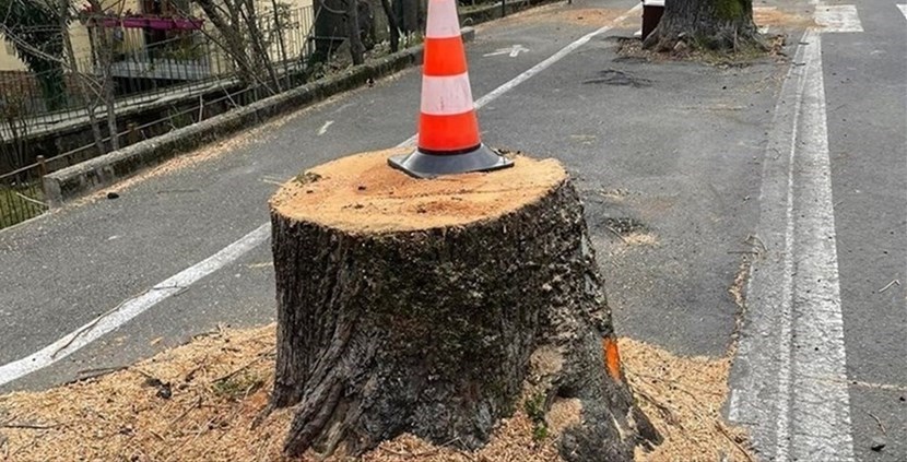Taglio alberi a Ronta