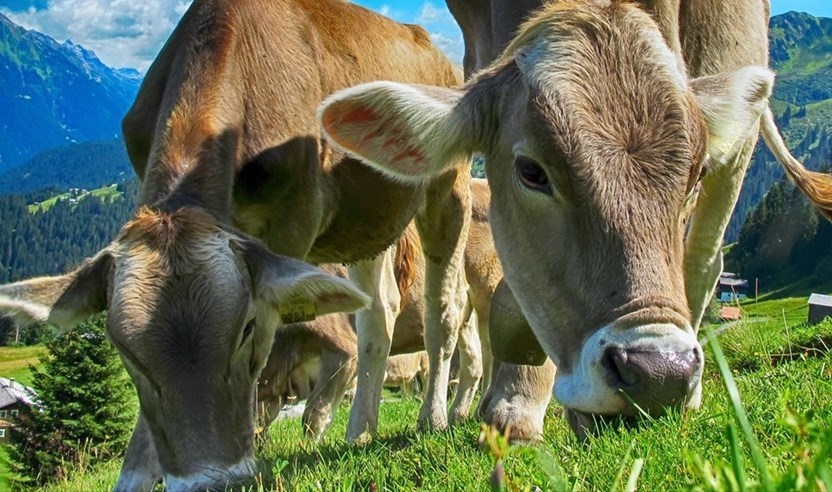 Mucche e Latte