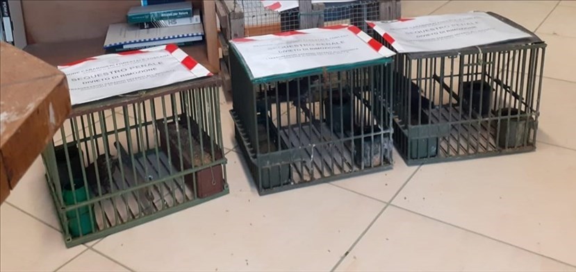 I merli in questione