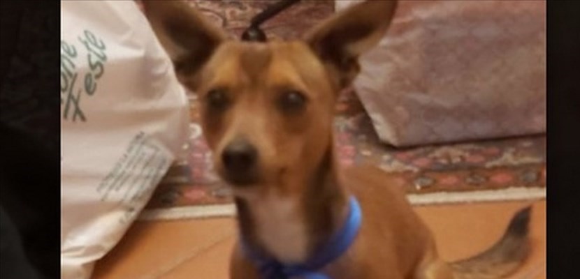 Il cagnolino aggredito