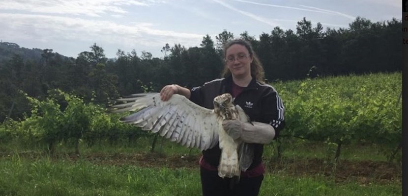 Paola Beati libera un Biancone curato al centro Lipu di Vicchio