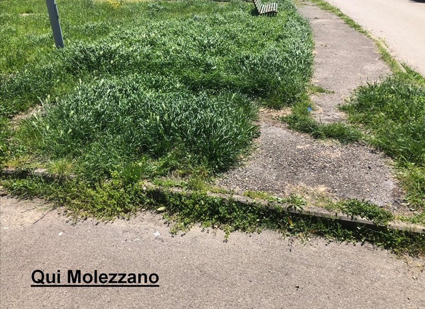 Erba alta a Molezzano