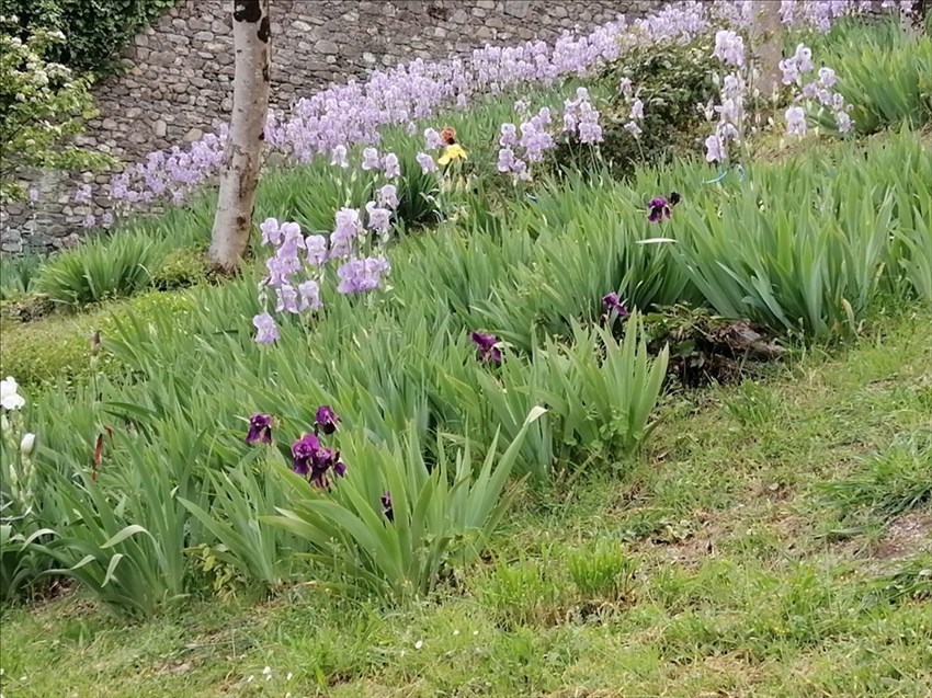 Il giardino di Villa Adami a San Piero