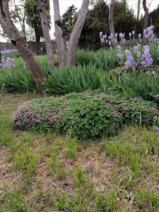 Il giardino di Villa Adami a San Piero