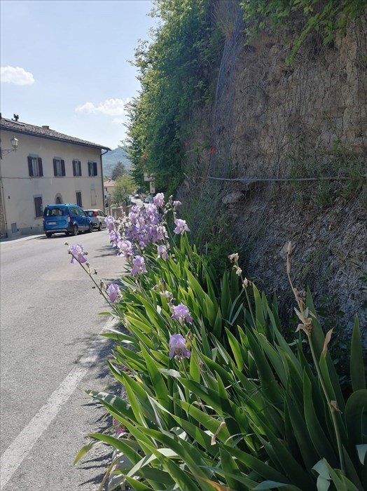 Il giardino di Villa Adami a San Piero
