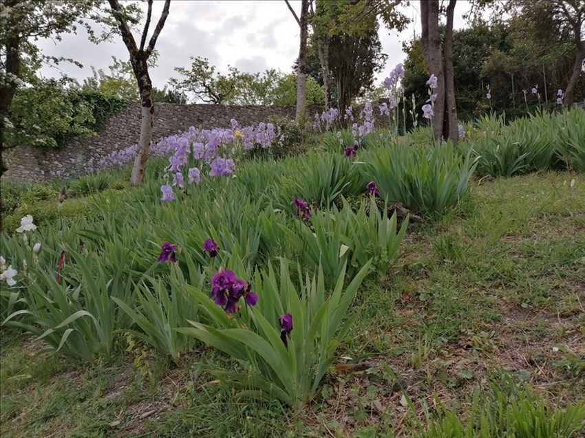 Il giardino di Villa Adami a San Piero