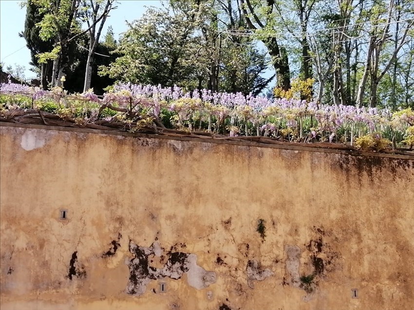 Il giardino di Villa Adami a San Piero