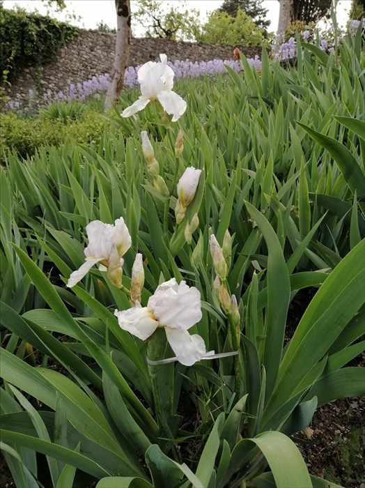 Il giardino di Villa Adami a San Piero