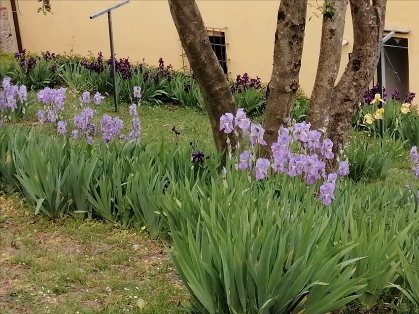 Il giardino di Villa Adami a San Piero