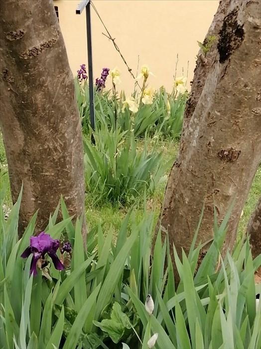 Il giardino di Villa Adami a San Piero