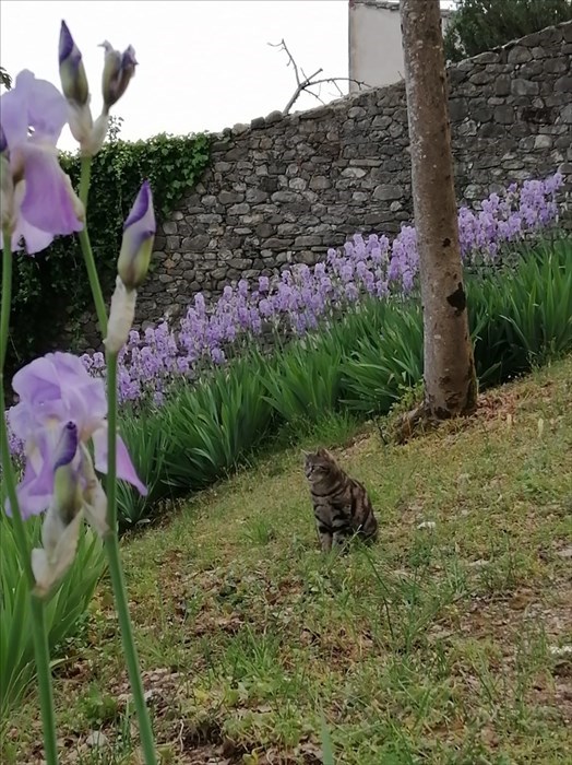 Il giardino di Villa Adami a San Piero