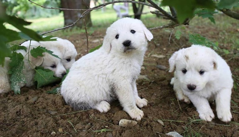 Alimentazione cuccioli di cane
