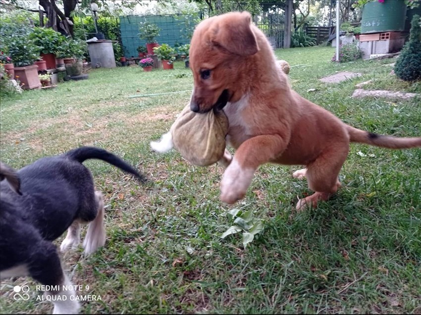 I due cuccioli