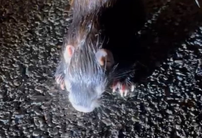 Il cucciolo di istrice