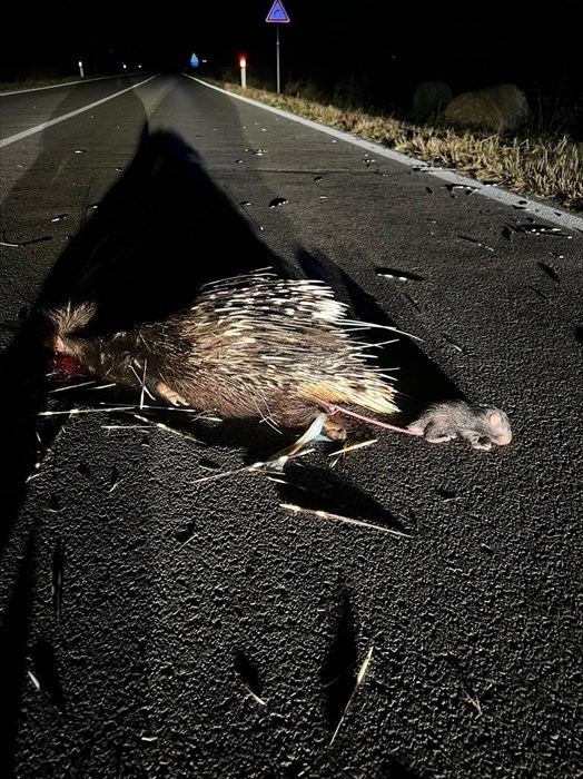 Mamma istrice investita e il piccolo