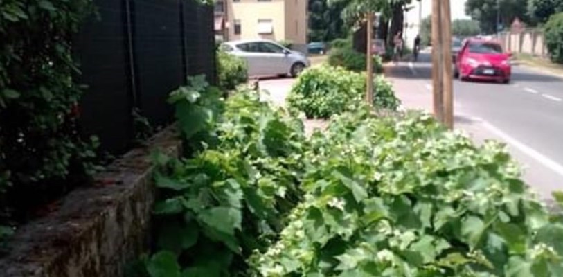 La vegetazione ha invaso il passaggio