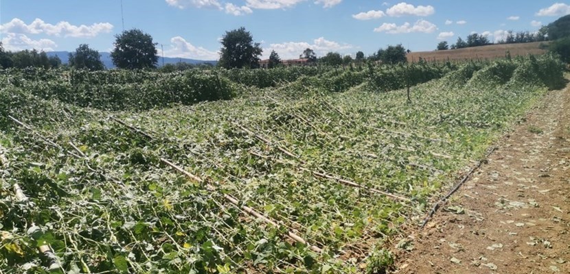 Danni della grandine in Mugello