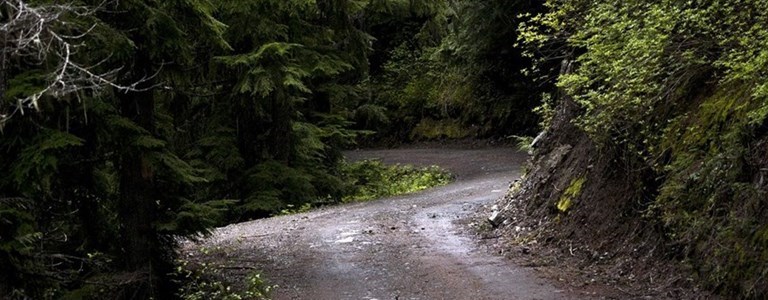 Rami sulle strade per il vento