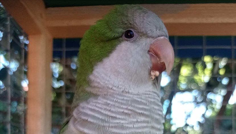 Il pappagallo Enzo, tornato a casa