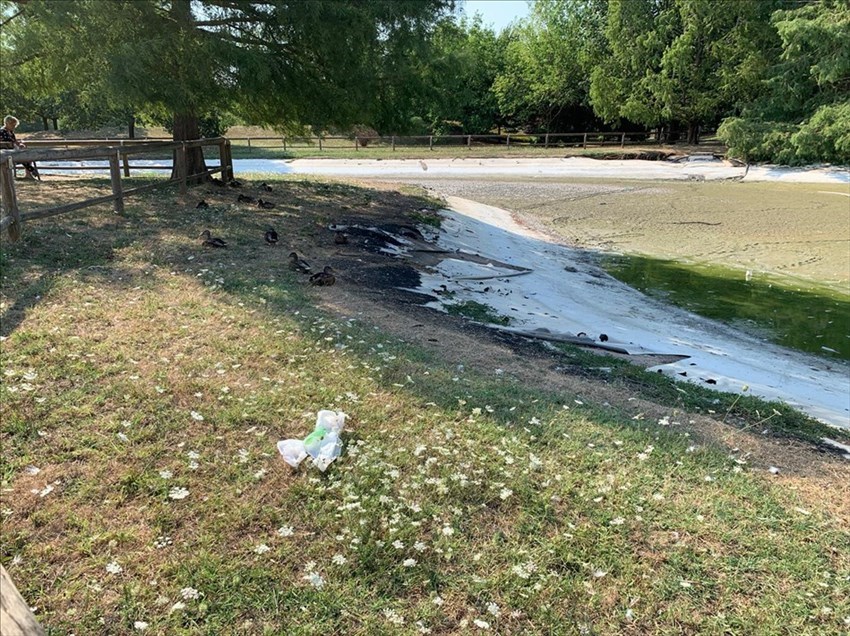 Il laghetto svuotato. Ma alcuni animali sono rimasti