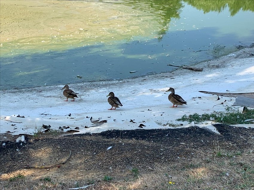 Il laghetto svuotato. Ma alcuni animali sono rimasti