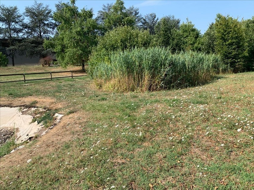 Il laghetto svuotato. Ma alcuni animali sono rimasti