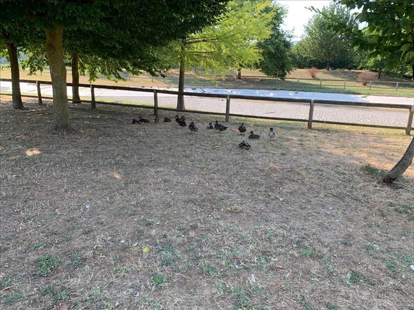 Il laghetto svuotato. Ma alcuni animali sono rimasti
