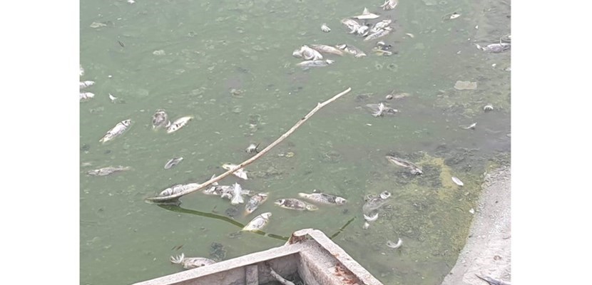 Pesci morti al laghetto
