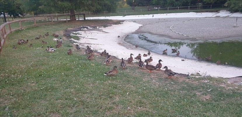 I germani oggi (31 agosto) al Parco Pertini