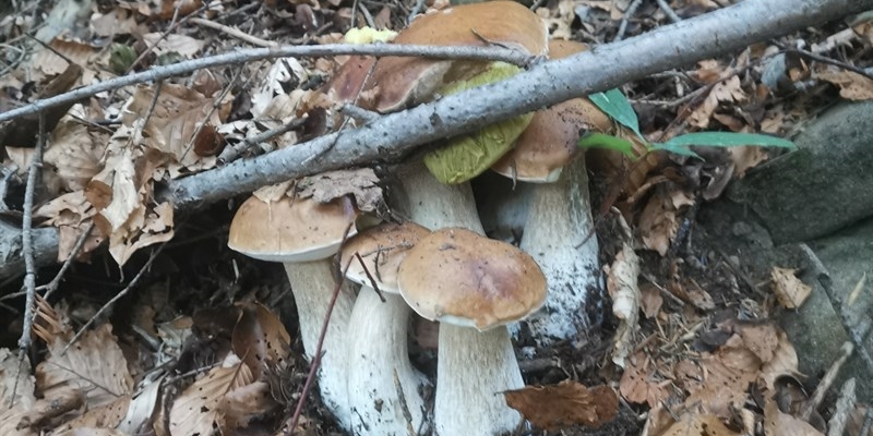 I funghi trovati da Matteo