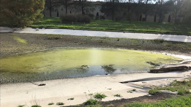 La situazione del parco e il cane salvato